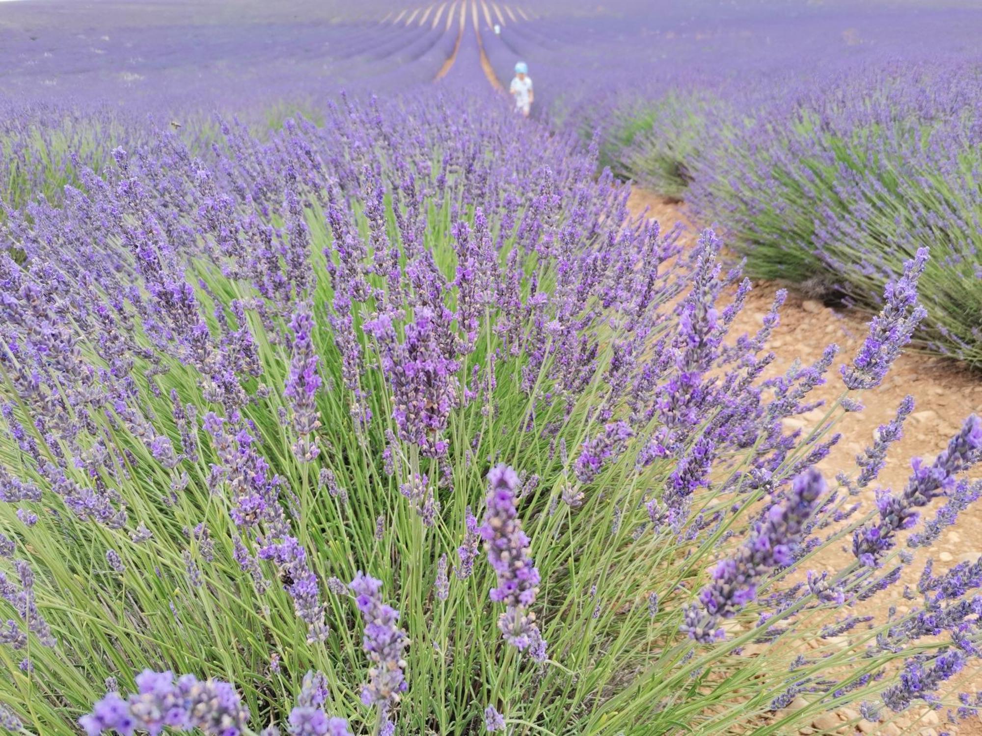 Gîte en Provence Lavande Modene Buitenkant foto